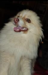 Lost Male Dog last seen Parkerville and westmoreland, DeSoto, TX 75115