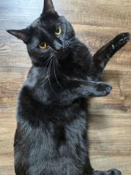 Lost Male Cat last seen West 3rth and Llewellyn, Norfolk, VA 23508