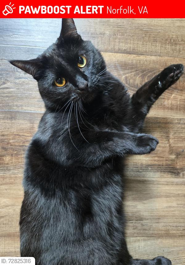 Lost Male Cat last seen West 3rth and Llewellyn, Norfolk, VA 23508