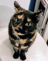 Reunited Female Cat last seen Asbury Ave and Pennsylvania st., Denver, CO 80210