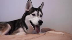 Lost Male Dog last seen Forest north, Spring, TX 77389
