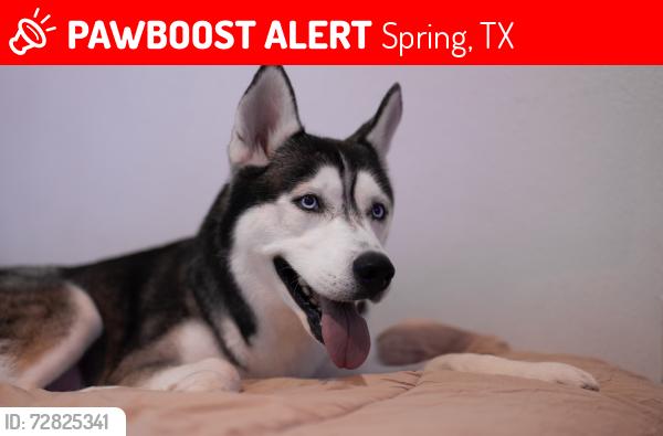 Lost Male Dog last seen Forest north, Spring, TX 77389