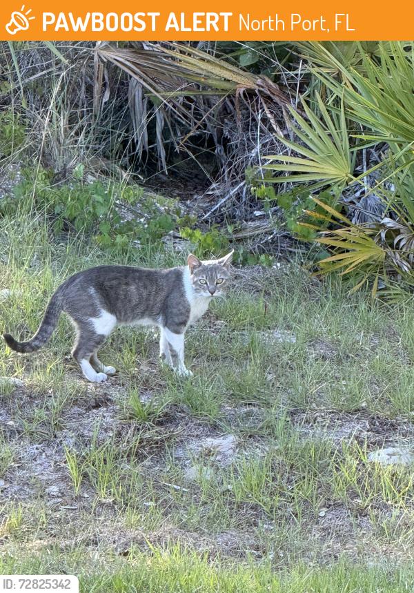Found/Stray Unknown Cat last seen Jody Avenue & Troost Street, North Port, FL 34288