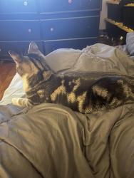 Lost Male Cat last seen Craft street, kings run drive, Cincinnati, OH 45232
