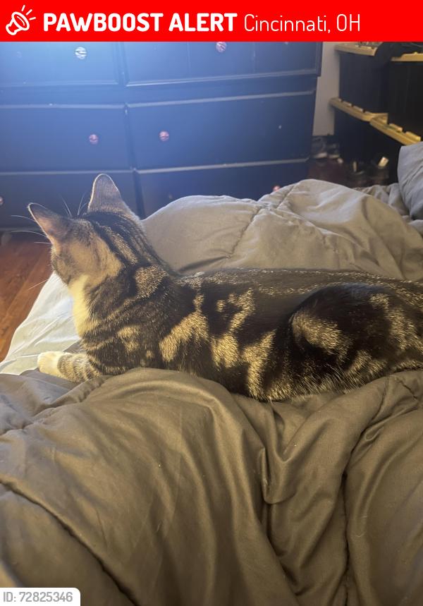 Lost Male Cat last seen Craft street, kings run drive, Cincinnati, OH 45232
