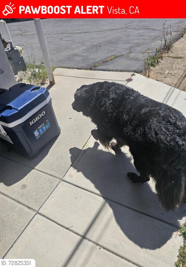 Lost Unknown Dog last seen Lado de Loma & Vista Way, Vista, CA 92083