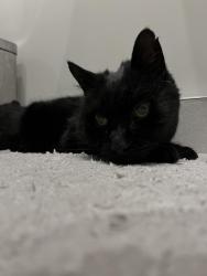 Found/Stray Unknown Cat last seen Near grey court school, Richmond, England 