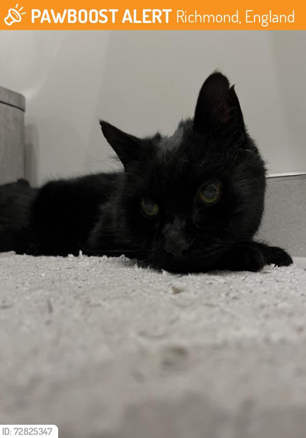 Found/Stray Unknown Cat last seen Near grey court school, Richmond, England 