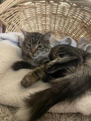 Reunited Male Cat last seen San Mateo Ln NE, Albuquerque, NM 87109