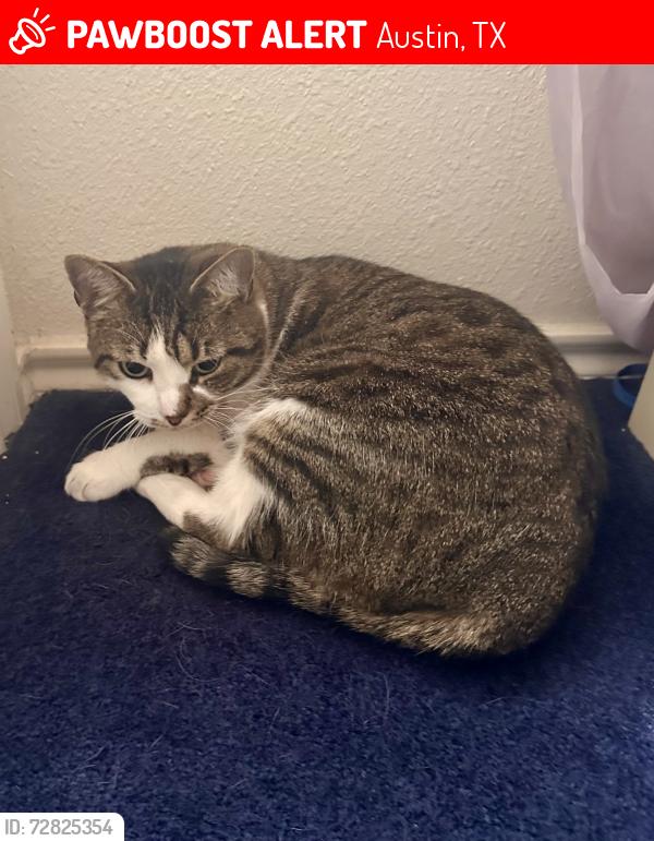 Lost Female Cat last seen Pusch Ridge Loop & Dos Cabezas, Austin, TX 78749
