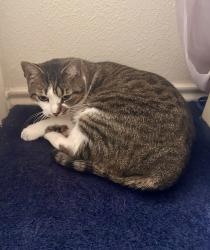 Lost Female Cat last seen Pusch Ridge Loop & Dos Cabezas, Austin, TX 78749