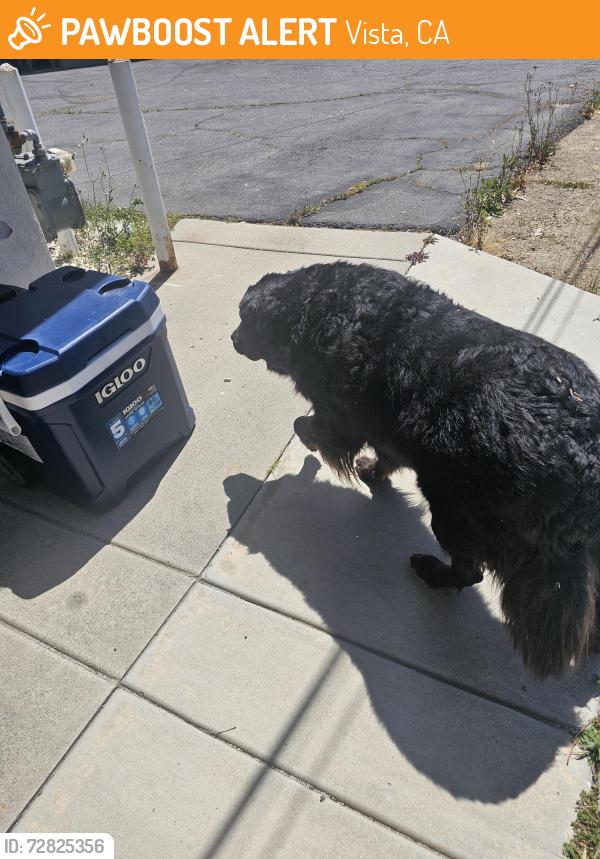 Found/Stray Unknown Dog last seen Vista Way & Santa Fe, Vista, CA 92083