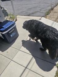Found/Stray Unknown Dog last seen Vista Way & Santa Fe, Vista, CA 92083