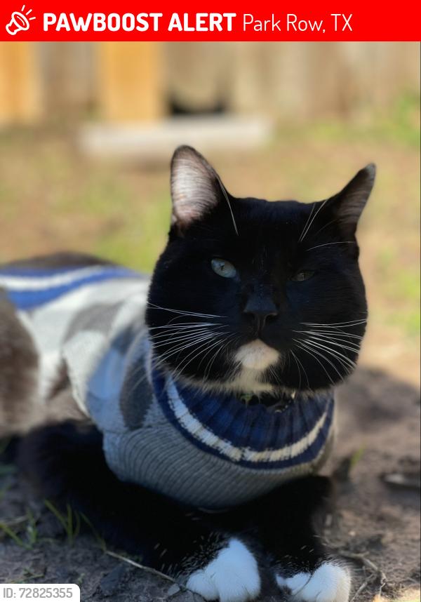 Lost Male Cat last seen rose water, Park Row, TX 77494