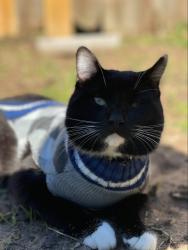 Lost Male Cat last seen rose water, Park Row, TX 77494