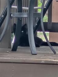 Shelter Stray Male Cat last seen Near BLOCK W HWY 90 UNIT 117, San Antonio, TX 78227