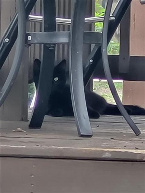 Shelter Stray Male Cat last seen Near BLOCK W HWY 90 UNIT 117, San Antonio, TX 78227