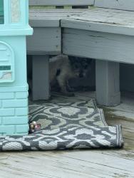 Found/Stray Unknown Dog last seen Wilhoit Ave , Lewis Center, OH 43035