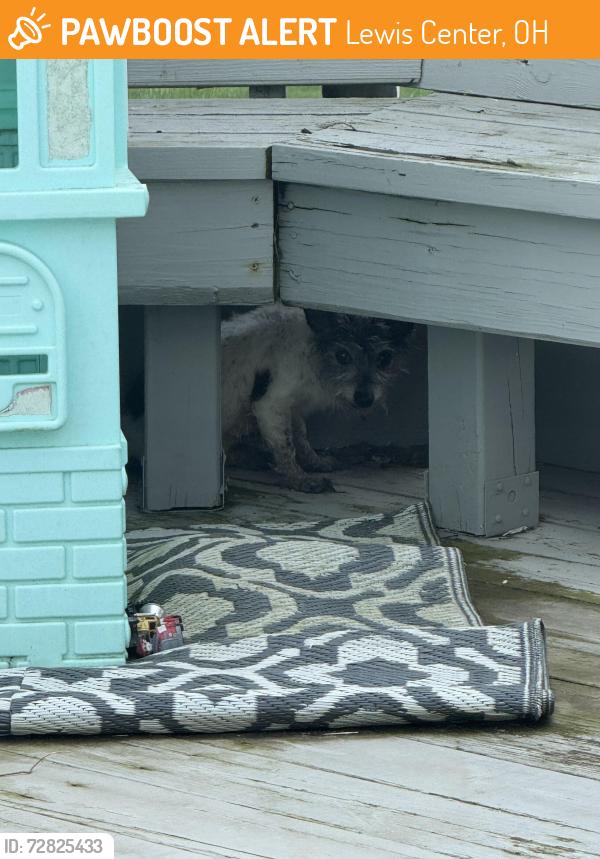 Found/Stray Unknown Dog last seen Wilhoit Ave, Lewis Center, OH 43035