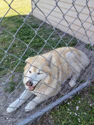 Found/Stray Female Dog last seen Brooks Rd and E Evalena, North Fort Myers, FL 33917