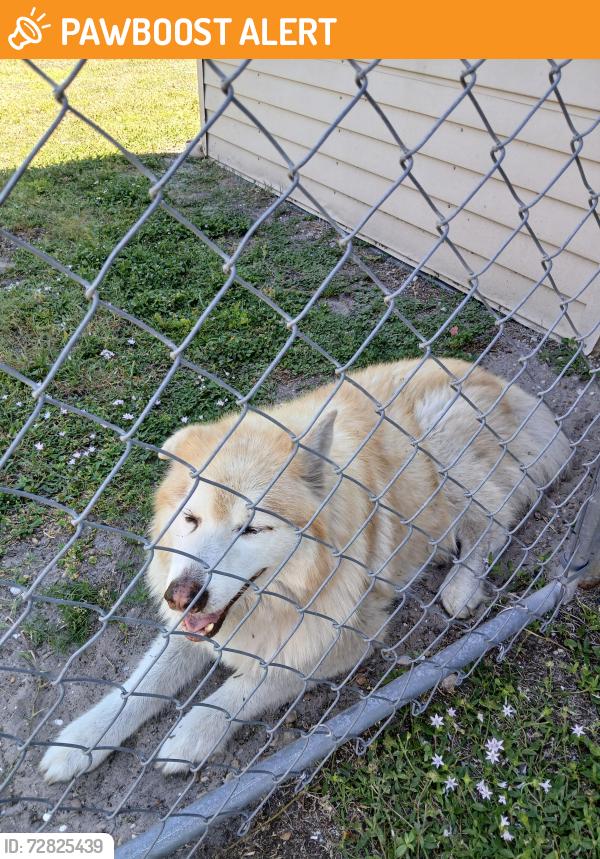 Found/Stray Female Dog last seen Brooks Rd and E Evalena, North Fort Myers, FL 33917