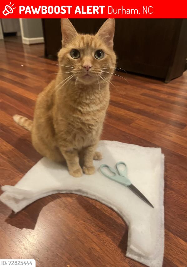 Lost Male Cat last seen Alameda st Durham , Durham, NC 27704