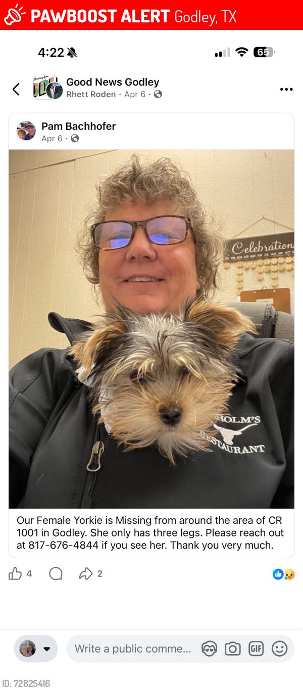 Lost Female Dog last seen Dairy Queen and Godley high school , Godley, TX 76044