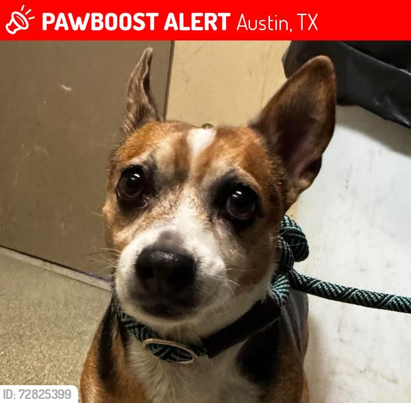 Lost Female Dog last seen Near 80th st /Lubbock tx, Austin, TX 78748