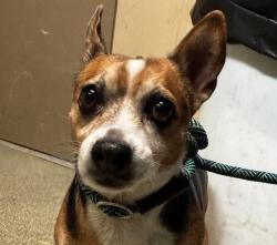 Lost Female Dog last seen Near 80th st /Lubbock tx, Austin, TX 78748