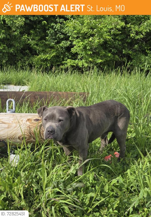 Found/Stray Male Dog last seen Kienlen & St. Louis Ave, St. Louis, MO 63112