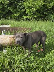 Found/Stray Male Dog last seen Kienlen & St. Louis Ave, St. Louis, MO 63112