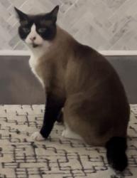 Lost Male Cat last seen Mclendon Ave, Claire Drive, Tuxedo Ave NE, Atlanta, GA 30307