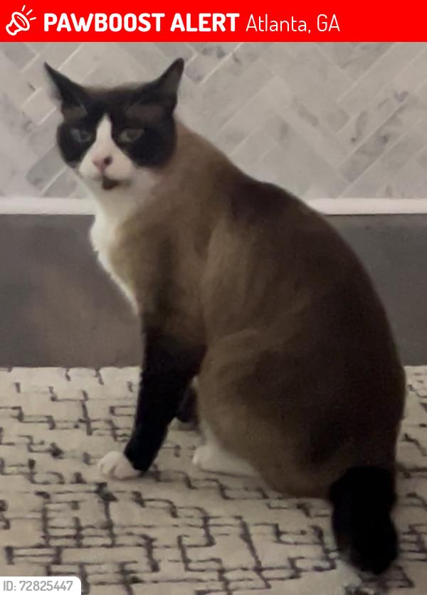 Lost Male Cat last seen Mclendon Ave, Claire Drive, Tuxedo Ave NE, Atlanta, GA 30307