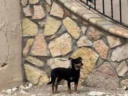 Found/Stray Unknown Dog last seen N San Marcial and Sacramento Ave, El Paso, TX 79930