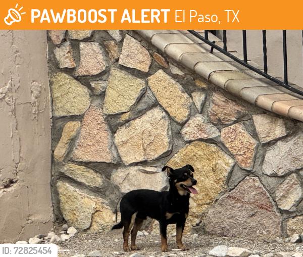 Found/Stray Unknown Dog last seen N San Marcial and Sacramento Ave, El Paso, TX 79930