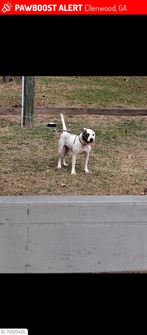 Lost Female Dog last seen Im not sure, Ellenwood, GA 30294