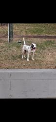 Lost Female Dog last seen Im not sure, Ellenwood, GA 30294