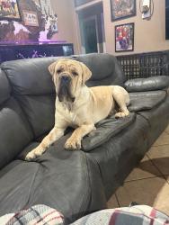 Lost Male Dog last seen Skipcha Area of Harker Heights Texas, Harker Heights, TX 76548