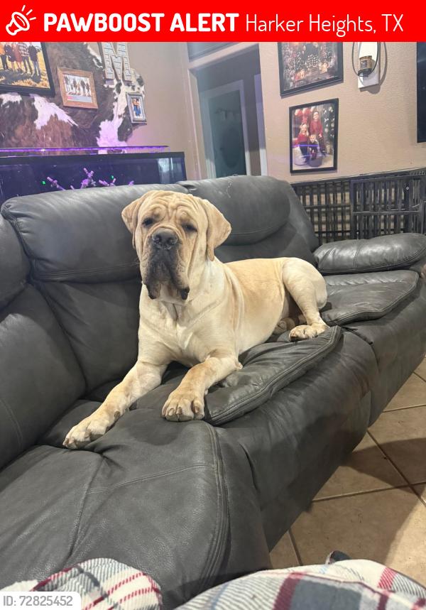 Lost Male Dog last seen Skipcha Area of Harker Heights Texas, Harker Heights, TX 76548