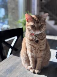 Lost Female Cat last seen Henderson Road and Birmingham Rd , Alpharetta, GA 30004