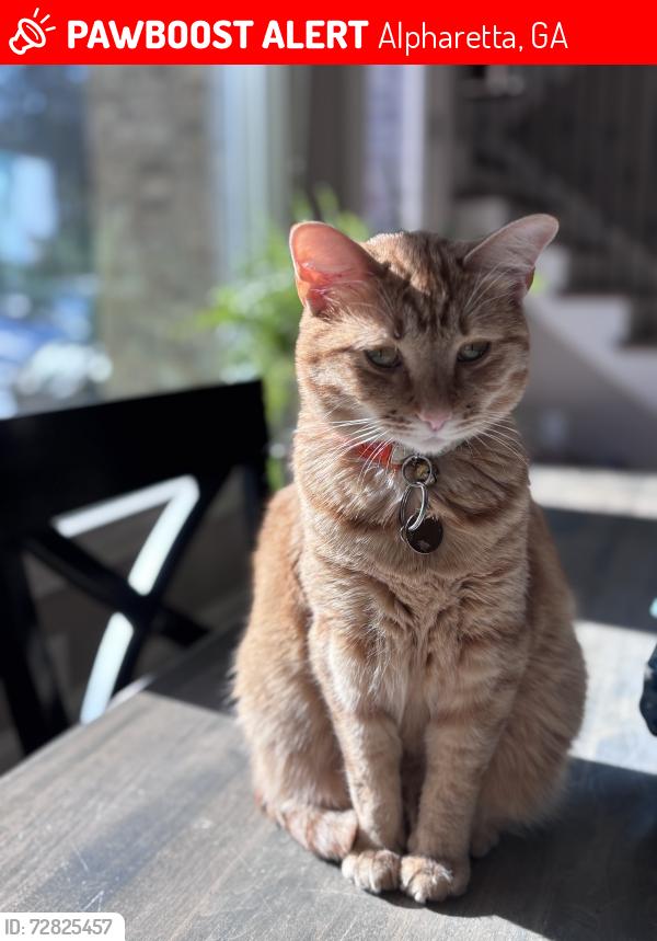 Lost Female Cat last seen Henderson Road and Birmingham Rd , Alpharetta, GA 30004