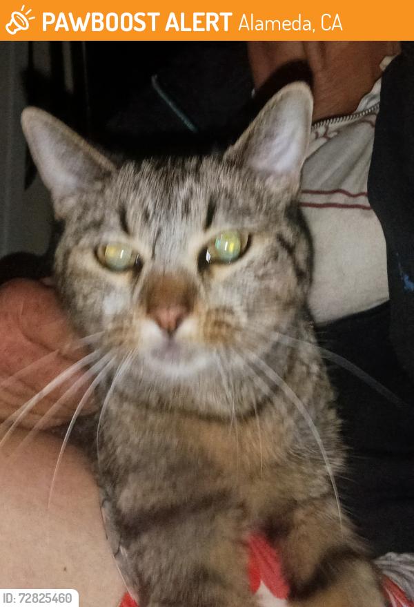 Found/Stray Female Cat last seen Park st, Alameda, CA 94501