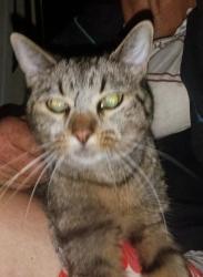 Found/Stray Female Cat last seen Park st, Alameda, CA 94501
