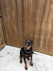 Lost Female Dog last seen Near harmonson rd , North Richland Hills, TX 76180