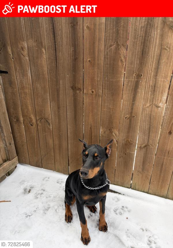 Lost Female Dog last seen Near harmonson rd , North Richland Hills, TX 76180
