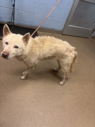 Shelter Stray Female Dog last seen Near Martindale Rd. Stone Mountain, 30088, 30088, GA, Atlanta, GA 30341