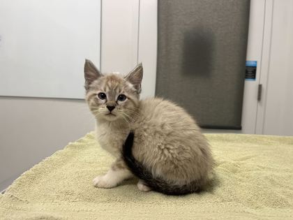 Shelter Stray Male Cat last seen Near Elmwood Ave, KCMO, 64132, 64132, MO, Kansas City, MO 64132