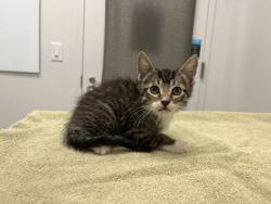 Shelter Stray Male Cat last seen Near Elmwood Ave, KCMO, 64132, 64132, MO, Kansas City, MO 64132