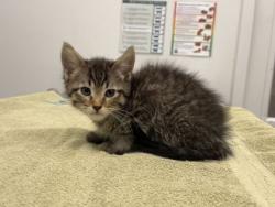 Shelter Stray Female Cat last seen Near Elmwood Ave, KCMO, 64132, 64132, MO, Kansas City, MO 64132