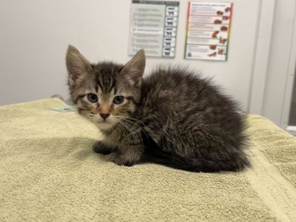 Shelter Stray Female Cat last seen Near Elmwood Ave, KCMO, 64132, 64132, MO, Kansas City, MO 64132